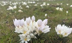 Bingöl'de Baharın İlk Göstergesi Kardelenler Ortaya Çıktı