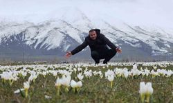 Bitlis'te Baharın Sembolu Kardelenler Çiçek Açtı