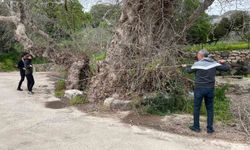 Bodrum'da 2 Bin Yıllık Devasa Çınar Ağaçları Ortaya Çıktı
