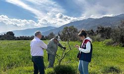 Bozdoğan Tarım ve Orman Müdürlüğü Ekipleri İlek Bahçesinde Bakım Faaliyetlerinde Bulundu
