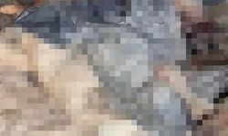 Bozüyük'teki barınak olayına yeni bir skandal eklendi