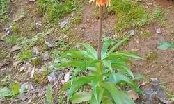 Bu çiçeği koparmanın bedeli ikinci el araç fiyatını aşıyor