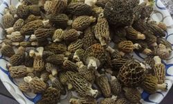 Buldan Ormanlarında Kuzugöbeği Mantarında Artış