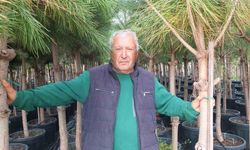 Burhaniye'de emekli bankacı, fıstık çamı üreticisi haline geldi