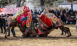 Burhaniye'de Pazar Günü Deve Güreşi Etkinliği Gerçekleşecek