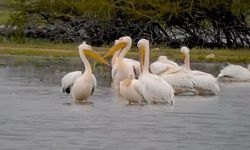 Bursa'da Pelikanların Göç Mola Noktası