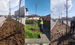 Bursa'nın 700 Yıllık Mirası Çınar Ağaçlarıyla Yeşeriyor