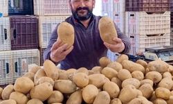 Büyüklükleriyle Dikkat Çeken Patatesler Pazarın Gözdesi Oldu