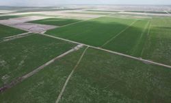 Çiftçilere hububat hastalıklarına karşı erken önlem alma uyarısı