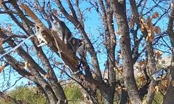 Çivril'de Maymun Koruma Altına Alındı