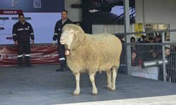 Damızlık Koç Satışında Rekor: 1 Milyon Liralık Koç Satıldı