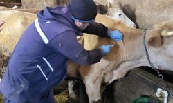 Demirözü'nde büyükbaş hayvanlar için aşılama ve küpeleme faaliyetleri sürüyor