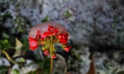 Denizli'de Bahar Mevsiminde Yaşanan Kar Yağışı Araçları Yolda Bıraktı