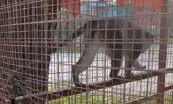 Denizli'de Üç Örümcek Maymunu Kurtarıldı
