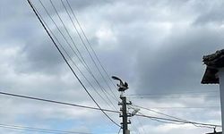 Dereköy'deki Leylek, Yapay Yuvayı Reddetti ve Eski Yuva Alanına Dönmek İstiyor