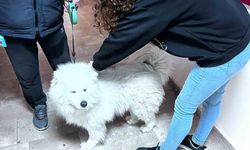 Didim'de evcil hayvanlar için aşılama çalışmaları sürüyor