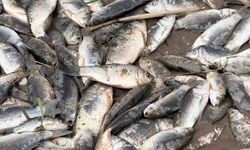 Diyarbakır'da aşırı yağışların ardından balıkların telef olduğu görüldü