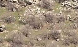 Diyarbakır'da Dağ Keçileri Sürü Halinde Görüntülendi
