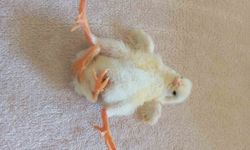 Diyarbakır'da Dört Bacaklı Civciv Görenleri Hayretler İçinde Bıraktı