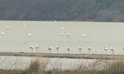 Eceabat Kaymakamı Kerem Yenigün, Suvla Bölgesi'nde Doğa Araştırması Gerçekleştirdi