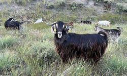 Edirne'de bruselloz tehdidi: Keçi sürüleri karantinaya alındı