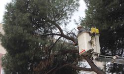 Efeler'de Şiddetli Yağışlar Sonrası İki Ağaç Yatış Halinde Bulundu