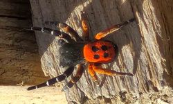 Elazığ'da Akdeniz ve Orta Asya'nın Ender Türü Keşfedildi