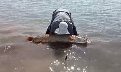 Elazığ'da Amatör Balıkçılar 65 Kilogram Ağırlığında Turna Balığı Tutmayı Başardı