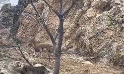 Elazığ'da Üç Ayaklı Yaban Keçisi Hayatta Kalma Mücadelesiyle Dikkat Çekti