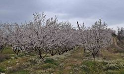 Erken çiçek açan ağaçlar, don tehlikesiyle yüzleşiyor