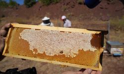 Erzincan Geven Balı Coğrafi İşaretle Tescillendi