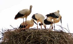 Erzincan'a Leyleklerin Beklenenden Erken Gelişi