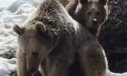 Erzincan'da Ayılar Kar Oyununa Daldı