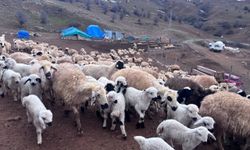 Erzincan'da Baharın Gelmesiyle Koyun ve Kuzuların Buluşması Görsel Şölen Yarattı