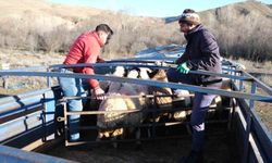 Erzincan'da Besiciler Yaz İçin Göç Etmeye Başladı