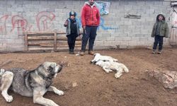 Erzincan'da Kuzu Ölümleri İçin Numuneler Laboratuvara Gönderildi