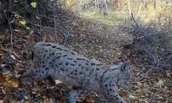 Erzincan'da Vaşak Görüntülendi