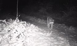 Erzincan'da Yaban Hayatı Fotokapanlarla Belgelendi