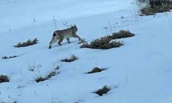 Erzurum'da Karlı Alanda Vaşak Görüntülendi