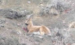 Erzurum'da Yaban Keçisi Kaçak Avcılar Tarafından Yaralandı