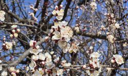 Eskişehir'de baharın gelişini simgeleyen görüntüler