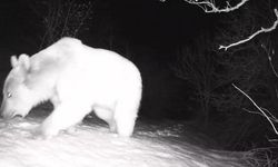 Fotokapanlarla Yaban Hayatının İzlenmesi