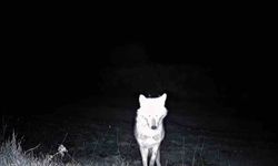 Ganos Dağları'nda Yaban Hayatı Zenginliği: Kurt, Çakal ve Daha Fazlası