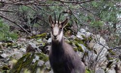 Gümüşhane, Türkiye'nin En Alçak Rakımlı Yaban Keçisi Yaşam Alanı
