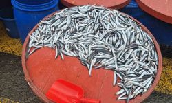 Hamsinin Kilogram Fiyatı Pazarda 200 Liraya Yükseldi