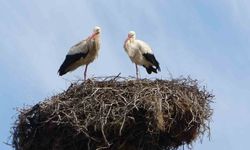 Hasköy'de Leylekler 18 Yuvayı Yeniden Doldurdu