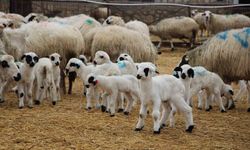 Hayvancılara önemli uyarı: Kuzu ve buzağı bakımında ilk saatler kritik öneme sahip