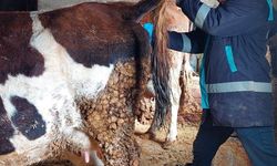 Hisarcık'ta büyükbaş hayvanlardan şap hastalığı için kan örnekleri alındı