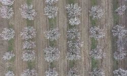 Iğdır'da Kayısı Ağaçları Çiçek Açtı, Ova Beyazla Kaplandı