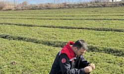 Iğdır'daki Yonca Tarlalarında Zararlı Böceklerle Mücadele Başladı